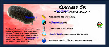 Cubaris Sp. Black Panda King Isopod Bin Label
